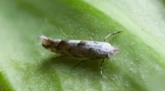 Mole pomidorowe i metody zwalczania jej na pomidorach